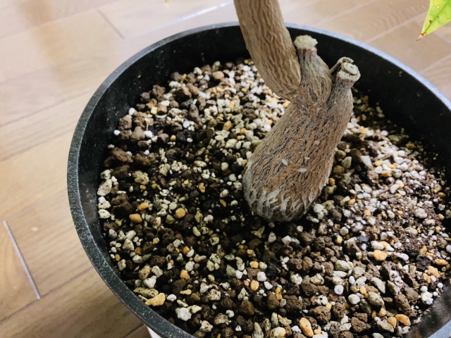 パキラの植え替え時期と方法