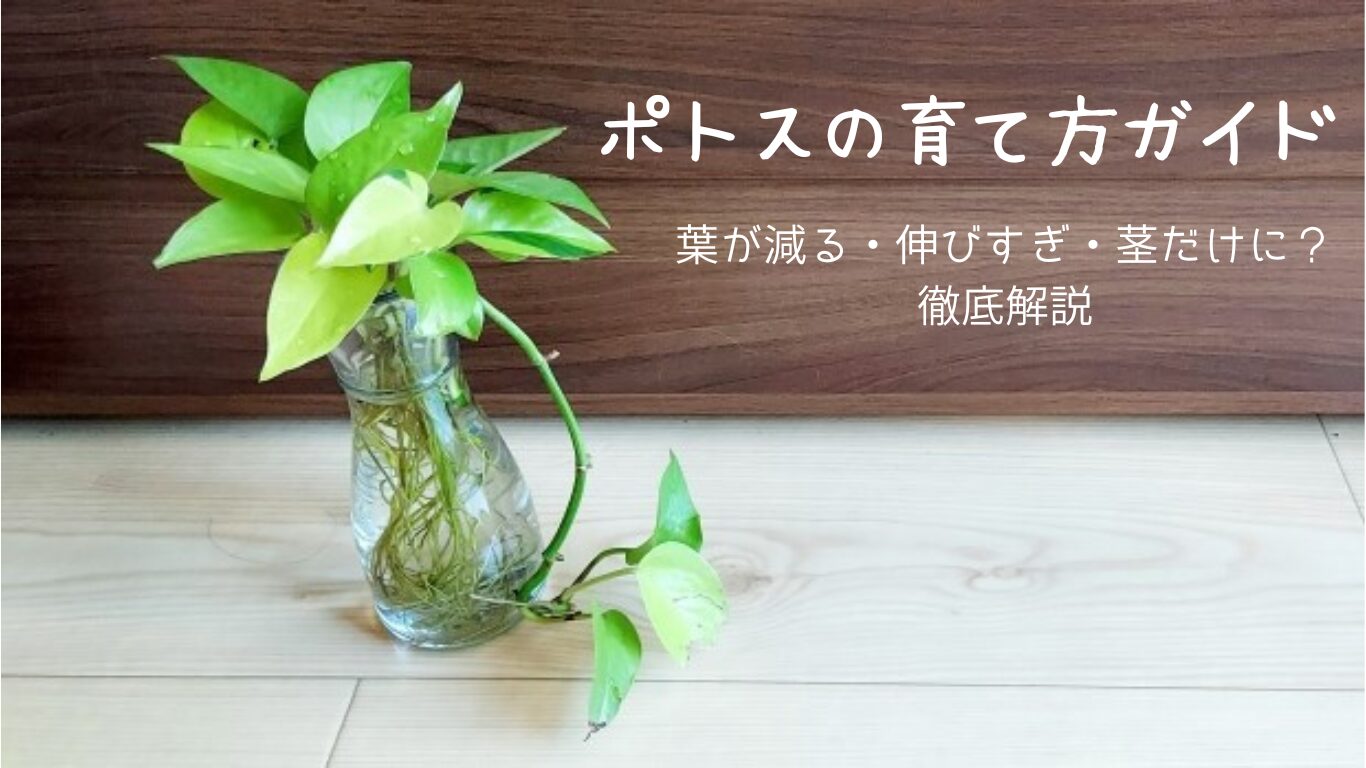 ポトスの育て方ガイド｜葉が減る・伸びすぎ・茎だけに？を徹底解説